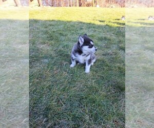 Siberian Husky Puppy for sale in MASON, OH, USA