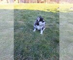 Small Photo #1 Siberian Husky Puppy For Sale in MASON, OH, USA