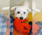 Small #6 Maltese Mix