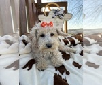 Small Photo #4 Poodle (Miniature) Puppy For Sale in LANCASTER, MO, USA