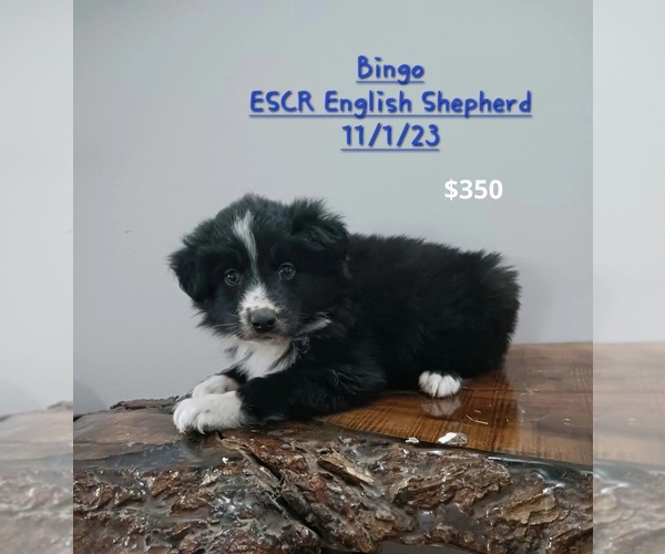 Medium Photo #1 English Shepherd Puppy For Sale in TOPEKA, IN, USA