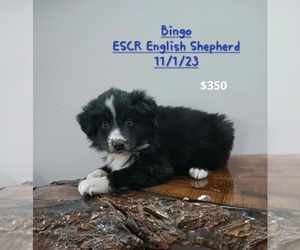 English Shepherd Puppy for Sale in TOPEKA, Indiana USA
