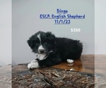 Small Photo #1 English Shepherd Puppy For Sale in TOPEKA, IN, USA