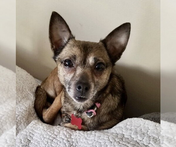 Medium Photo #2 Chihuahua-Unknown Mix Puppy For Sale in Mount Laurel, NJ, USA