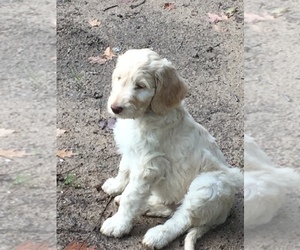 Irish Doodle Puppy for sale in WHITE LAKE, WI, USA