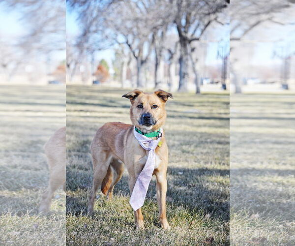 Medium Photo #9 Mutt Puppy For Sale in Sandy, UT, USA