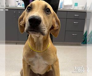 Labrador Retriever-Unknown Mix Dogs for adoption in Washington, DC, USA