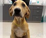 Small Labrador Retriever Mix