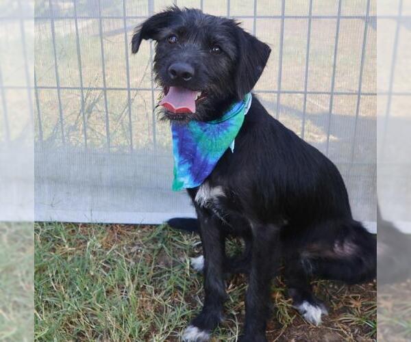 Medium Photo #1 Mutt Puppy For Sale in San Antonio, TX, USA