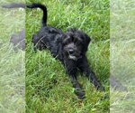 Small #6 Pug Mix