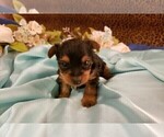 Small Photo #5 Yorkshire Terrier Puppy For Sale in ARLINGTON, TX, USA
