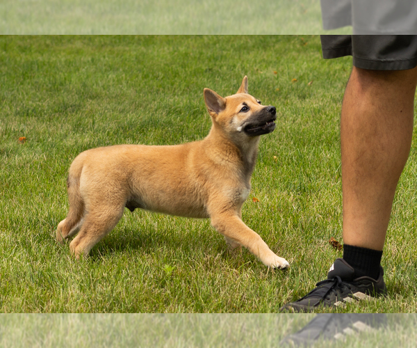 Medium Photo #3 Shiba Inu Puppy For Sale in MILLERSBURG, IN, USA