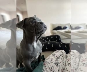 French Bulldog Puppy for sale in CHARLOTTE, NC, USA
