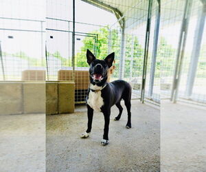 American Pit Bull Terrier Dogs for adoption in Cromwell, KY, USA
