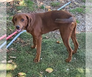 Feist Terrier-Unknown Mix Dogs for adoption in Tracy City, TN, USA