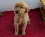 Puppy Micah Golden Retriever