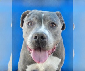 Mutt Dogs for adoption in Pasadena, CA, USA