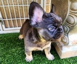 Small Photo #8 French Bulldog Puppy For Sale in LAS VEGAS, NV, USA