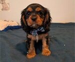 Puppy Roger Cavalier King Charles Spaniel