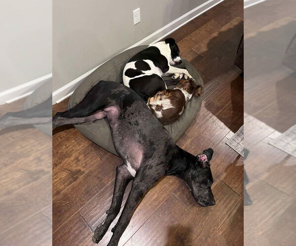 Medium Photo #2 Great Dane Puppy For Sale in Bullard, TX, USA