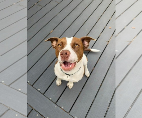 Medium Photo #2 American Pit Bull Terrier-Unknown Mix Puppy For Sale in Spring Lake, NC, USA