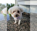 Small #5 Bichon Frise