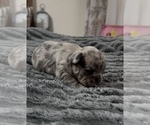 Puppy Puppy 5 French Bulldog