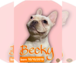 Small Photo #3 French Bulldog Puppy For Sale in Sioux Falls, SD, USA