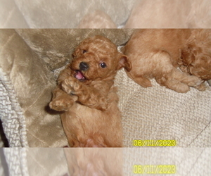 Poodle (Toy) Puppy for sale in DULUTH, GA, USA