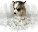 Small #1 Pomsky