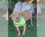 Small American Pit Bull Terrier Mix