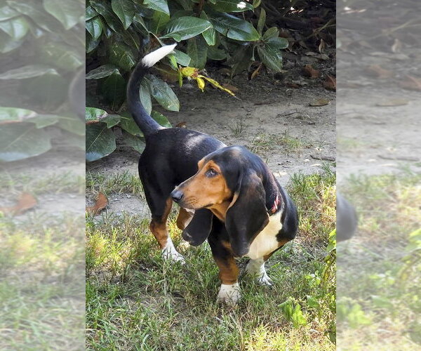 Medium Photo #1 Basset Hound Puppy For Sale in Deepwater, NJ, USA