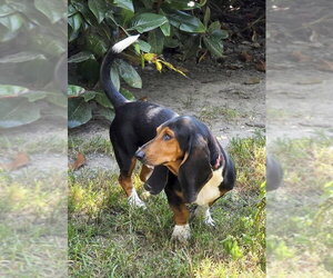 Basset Hound Dogs for adoption in Deepwater, NJ, USA