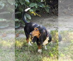 ELVIS - Male Basset Hound Dog for Adoption - Small photo