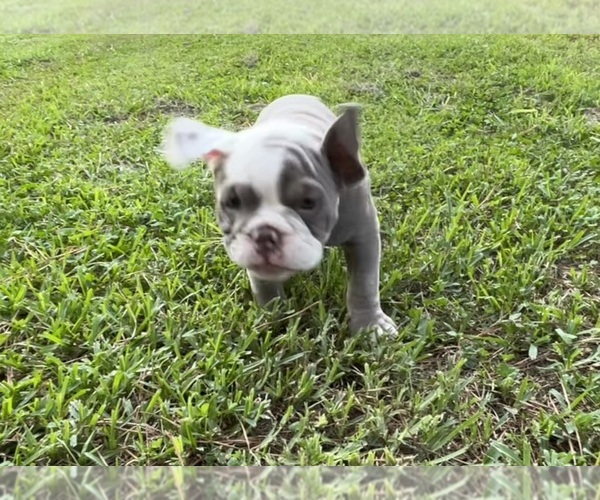 Medium Photo #14 Olde English Bulldogge Puppy For Sale in ADAMSVILLE, AL, USA