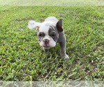 Small #13 Olde English Bulldogge