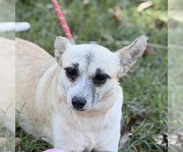 Medium Photo #1 Chihuahua Puppy For Sale in Yardley, PA, USA