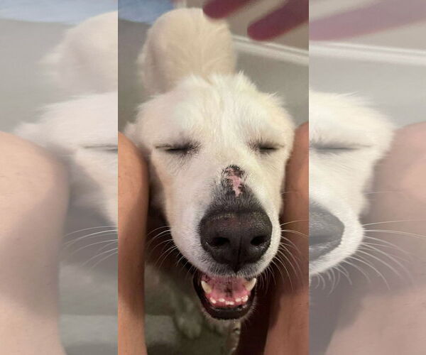 Medium Photo #3 Great Pyrenees Puppy For Sale in Houston, TX, USA