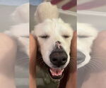 Small #2 Great Pyrenees