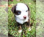 Small #3 Miniature Australian Shepherd