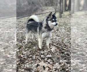 Father of the Alaskan Klee Kai-Pomsky Mix puppies born on 02/02/2026
