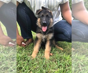 German Shepherd Dog Puppy for sale in ROCK CREEK, NC, USA