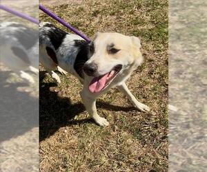Australian Shepherd-Unknown Mix Dogs for adoption in Conroe, TX, USA