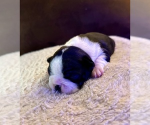 Boston Terrier Puppy for Sale in WASHBURN, Missouri USA