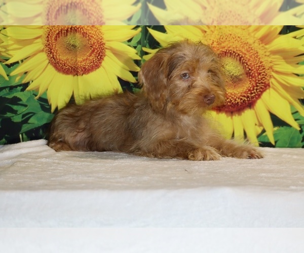 Medium Photo #2 Yorkiepoo mix (+ Poodle Toy) Puppy For Sale in DYERSBURG, TN, USA