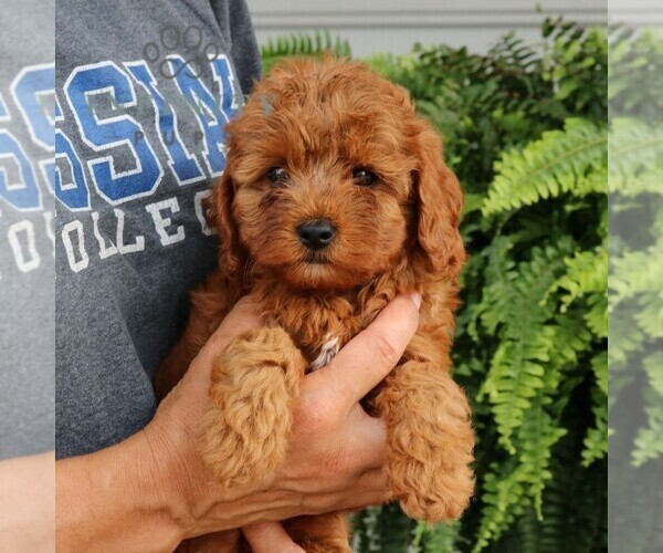 Medium Photo #3 Cavapoo Puppy For Sale in NARVON, PA, USA