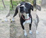 Small #7 American Pit Bull Terrier-Labrador Retriever Mix