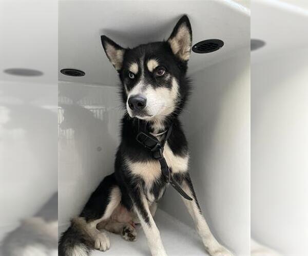 Medium Photo #1 Huskies -Unknown Mix Puppy For Sale in Houston, TX, USA