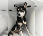 Small Huskies  Mix