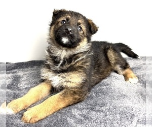 German Shepherd Dog Puppy for sale in INDIANAPOLIS, IN, USA